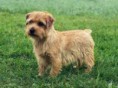 TERRIER IRLANDES DO GLEN DO IMAAL
